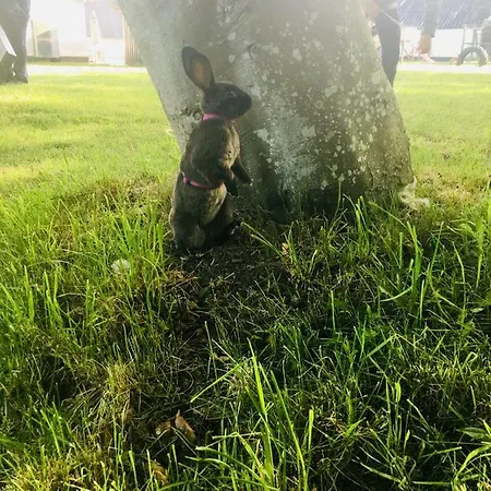 Gospodarstwo agroturystyczne 7 Bedrooms Horse Farm Near Skagen *